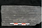 Foto (Detailansicht) von Sigillaria elongata Brongniart (NHMW-GEO-2024-0188-11070)